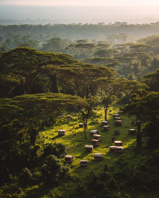 Congo Basin Sponsor — Limited Sponsor Collection